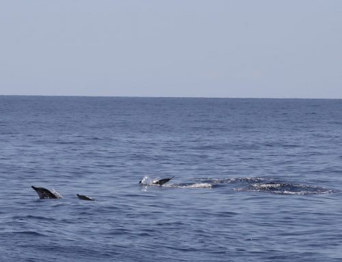Un centenar de personas disfruta de un avistamiento de cetáceos en la Reserva de la Biosfera de Lanzarote
