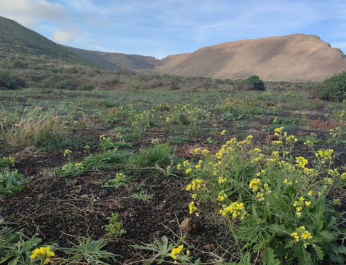 La Reserva de la Biosfera adquiere un terreno en Guinate para actividades formativas y de conservación de la biodiversidad