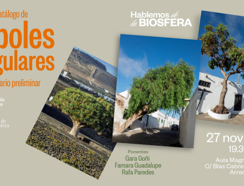 “Hablemos de la Biosfera” presenta un inventario de árboles singulares de Lanzarote 