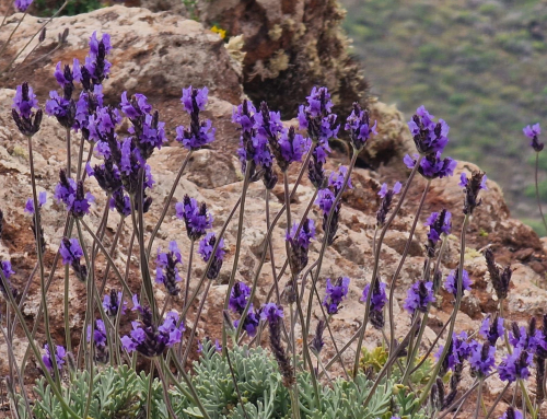 La Reserva de la Biosfera presenta el segundo volumen de la obra “Usos culturales de las yerbas en los campos de Lanzarote”