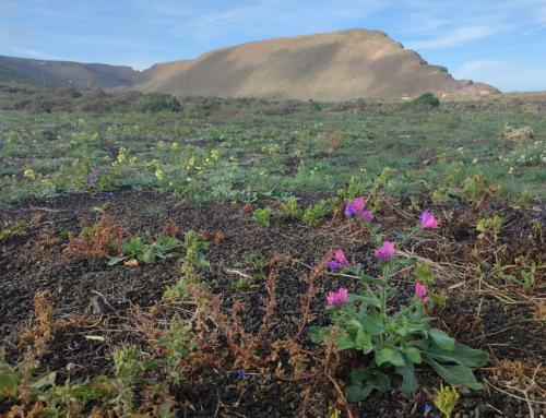 La Reserva de la Biosfera organiza un paseo de interpretación de los usos de las yerbas de Lanzarote
