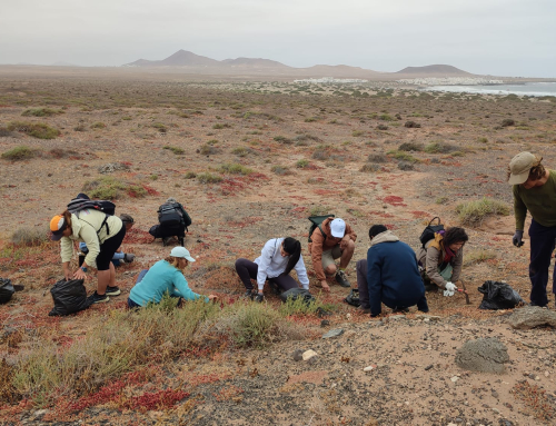 RedEXOS desarrolla en Lanzarote una jornada ciudadana para la identificación y control de especies exóticas invasoras